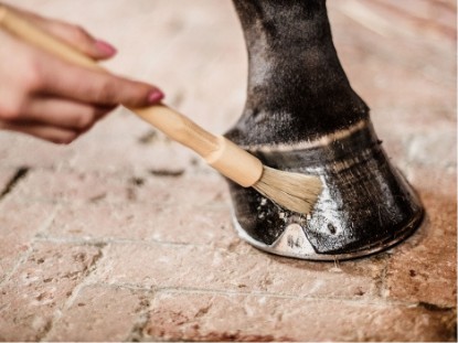 Hoof Care Hoof Care