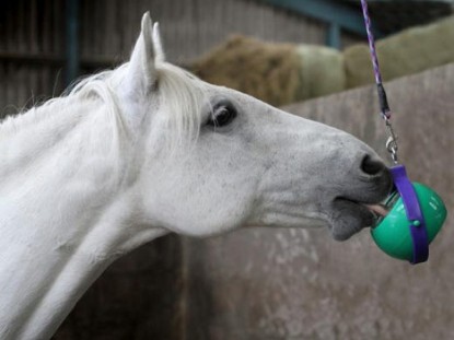 Horse Treats & Toys Horse Treats & Toys
