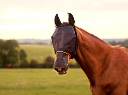 Fly Masks & Wear Fly Masks & Wear