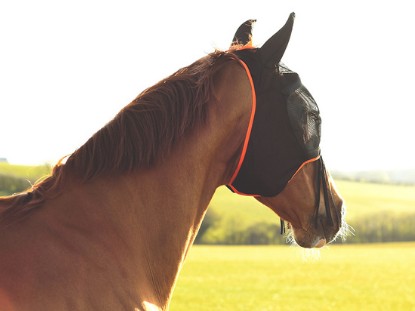 Fly Masks