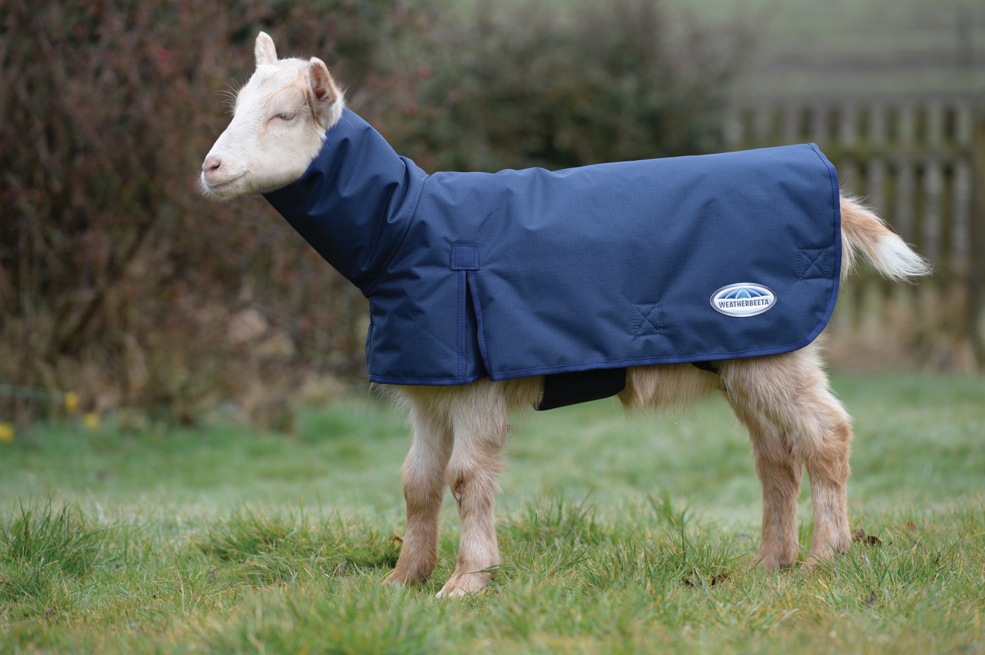 Weatherbeeta Goat Coat With Neck (Navy) Old Dairy Saddlery