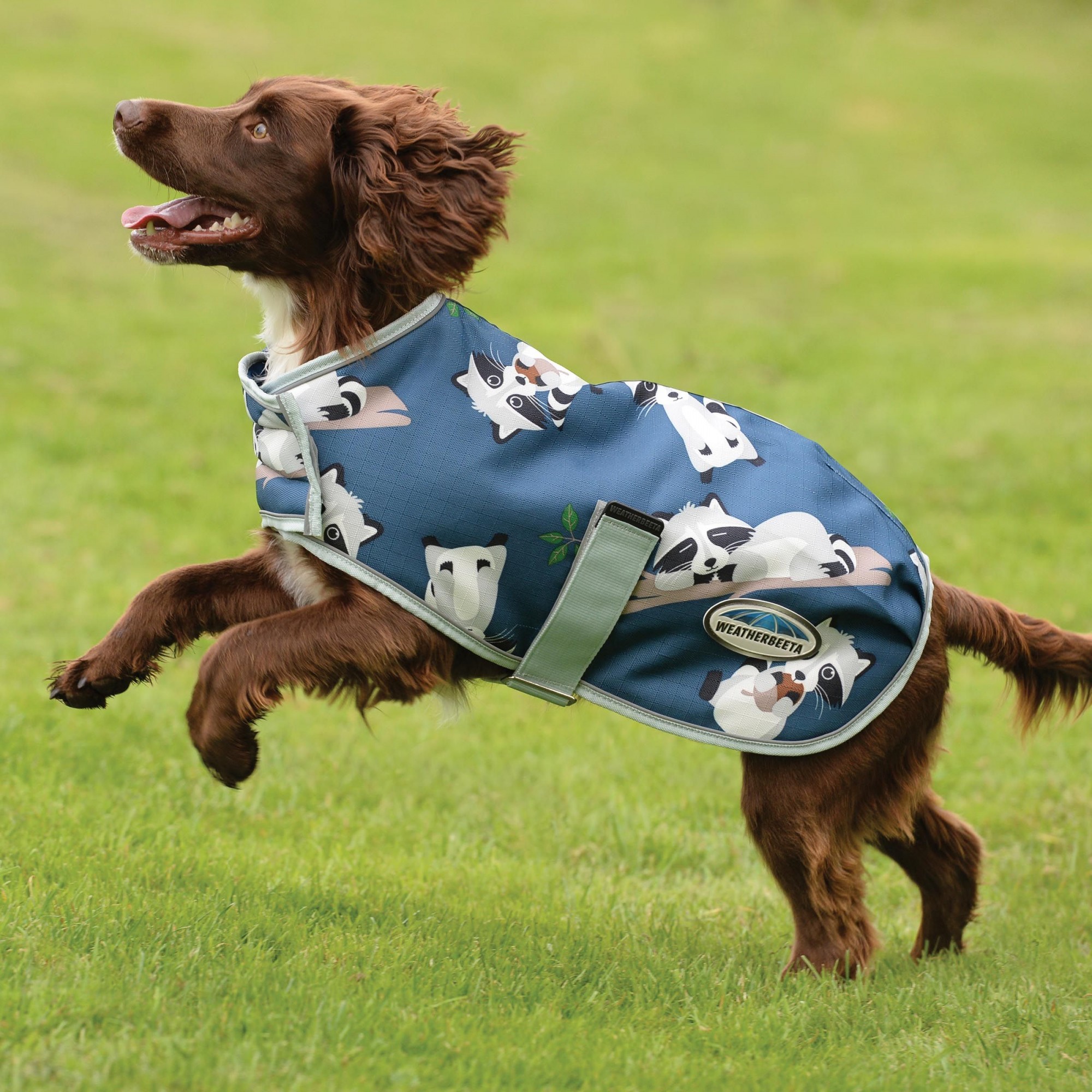 Weatherbeeta sales dog raincoat