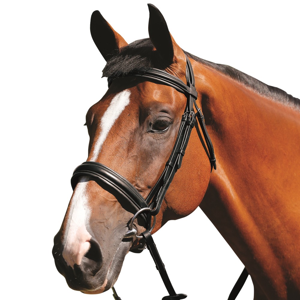 Mark Todd Padded Cavesson Bridle Black Old Dairy Saddlery