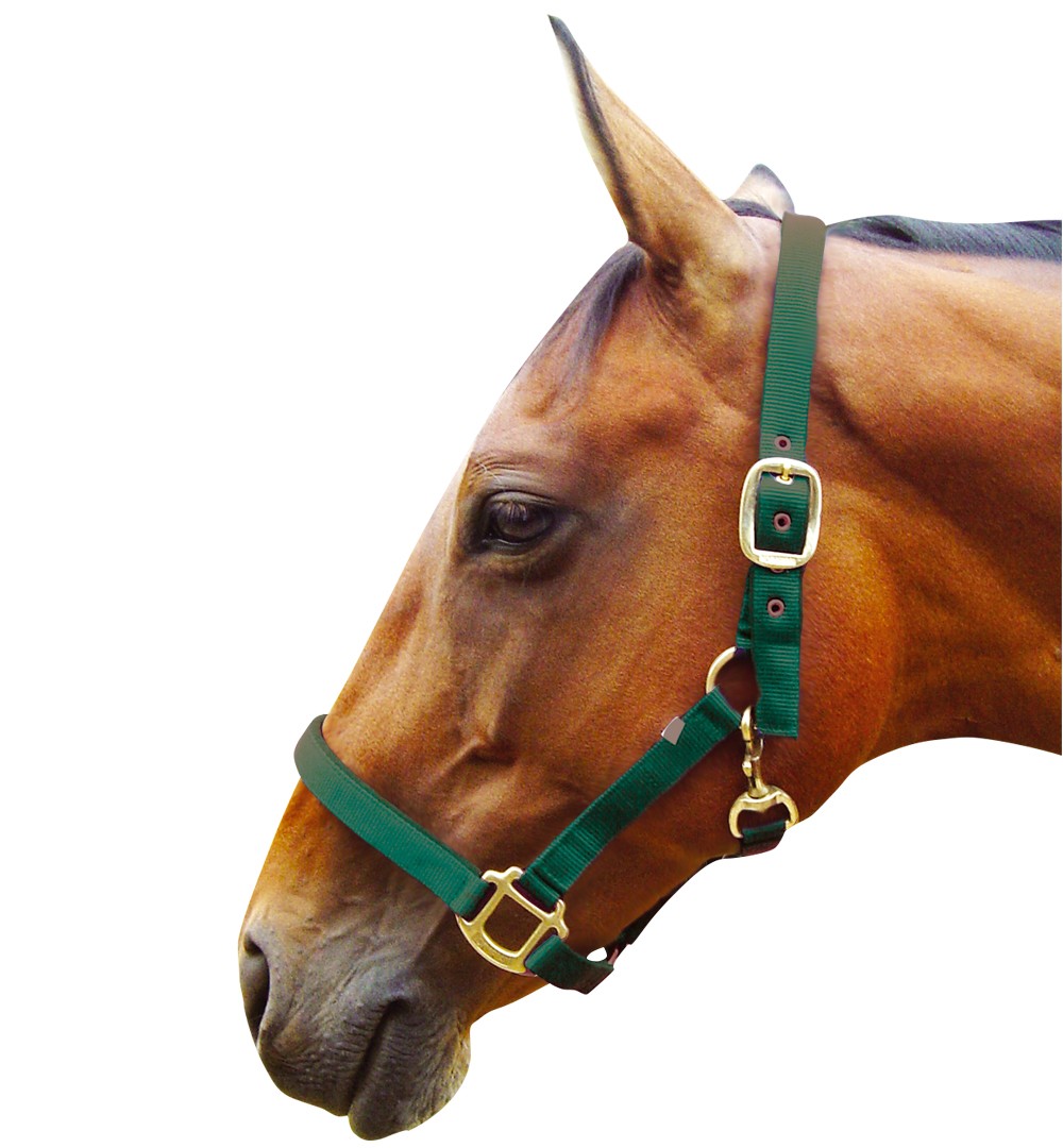 JHL Padded Headcollar Hunter Green Old Dairy Saddlery