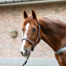 Equilibrium Stellar Headcollar (Brown)