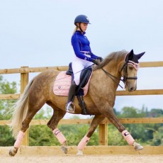 *OUTLET* Woof Wear Vision Polo Bandages (Rose Gold)