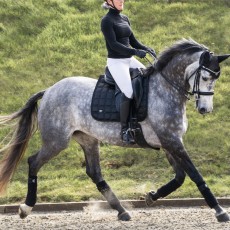 *OUTLET* Woof Wear Vision Dressage Saddle Cloth (Black)