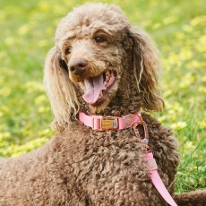 Weatherbeeta Elegance Dog Collar (Pink)