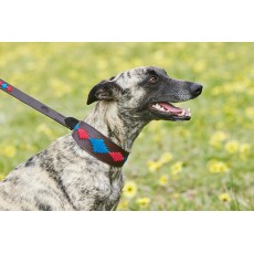 Weatherbeeta Lurcher Polo Leather Dog Collar  (Beaufort Brown/Pink/Blue)