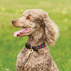 Weatherbeeta Polo Leather Dog Collar (Beaufort Brown/Purple/Teal)