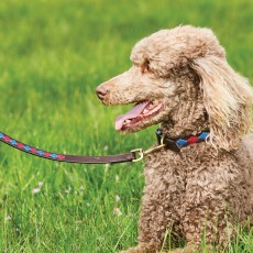 Weatherbeeta Polo Leather Dog Lead (Beaufort Brown/Pink/Blue)