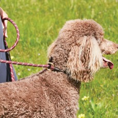 Weatherbeeta Rope Leather Slip Dog Lead (Burgundy/Brown)