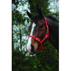 Saxon Economy Headcollar (Red)