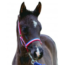 Roma Foal Headcollar (Black)