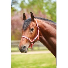 Roma Stripe Headcollar (Pink/Orange/Yellow)