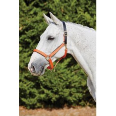 Kincade Deluxe Webbed Headcollar With Leather Crown (Orange)