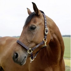 GoLeyGo Headcollar (Brown/Blue)