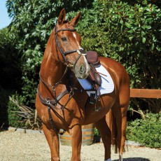 Collegiate Comfitec Grackle Bridle (Brown)