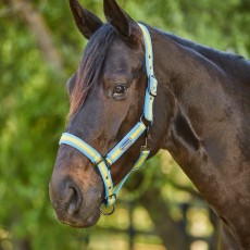 Weatherbeeta Coordinate Headcollar (Light Blue/Gold/Sand)