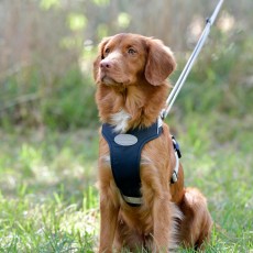 Weatherbeeta Explorer Dog Harness (Navy)