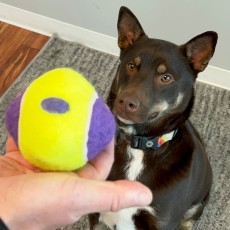 KONG AirDog Squeaker Knobby Ball