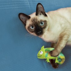 KONG Cat Refillables Hummingbird
