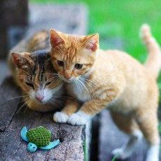 KONG Cat Refillables Turtle