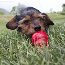 KONG Easy Treat (Liver)