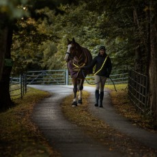 Woof Wear LED Sash (Hi Vis Yellow) Woof Wear LED Sash (Hi Vis Yellow)