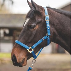 Mark Todd Turnout Safety Headcollar (Royal)