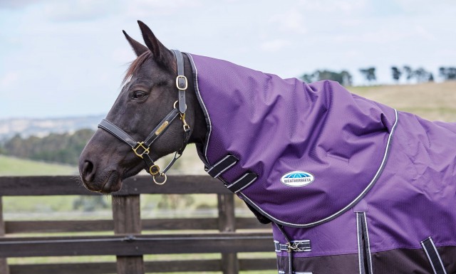 Weatherbeeta ComfiTec - Plus Dynamic Turnout - Neck Cover - Med/Lite (Purple/Black)