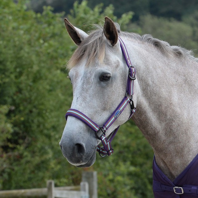 Weatherbeeta Coordinate Headcollar (Purple/Brown/Blue)