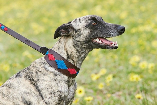 Weatherbeeta Lurcher Polo Leather Dog Collar  (Beaufort Brown/Pink/Blue)