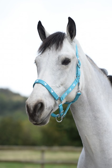 Saxon Dove Headcollar (Teal/White)