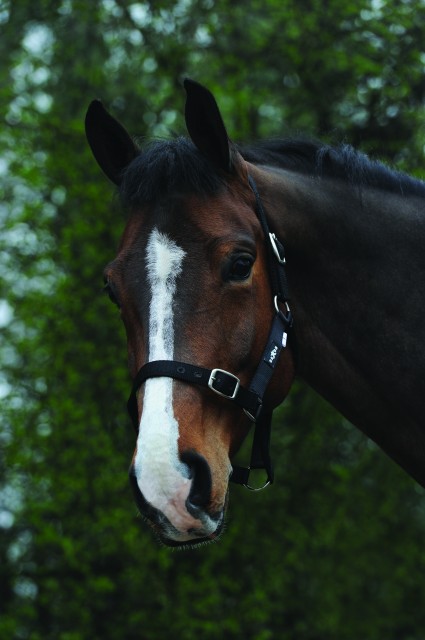 Saxon Economy Headcollar (Black)