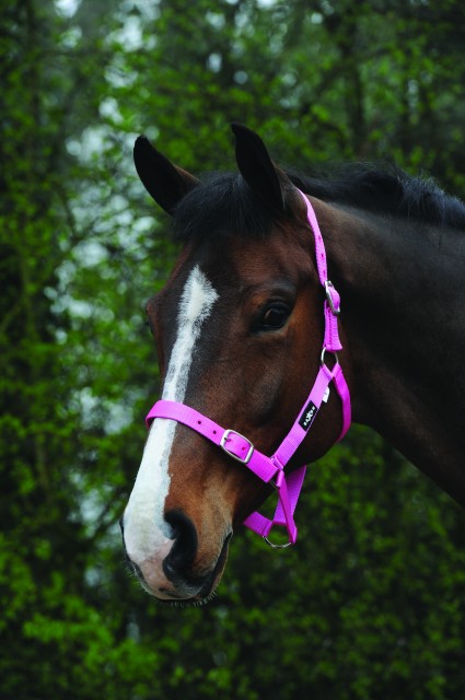 Saxon Economy Headcollar (Pink)