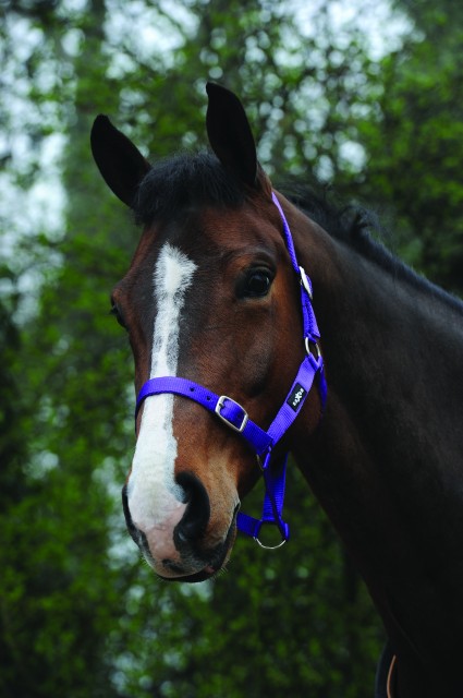 Saxon Economy Headcollar (Purple)