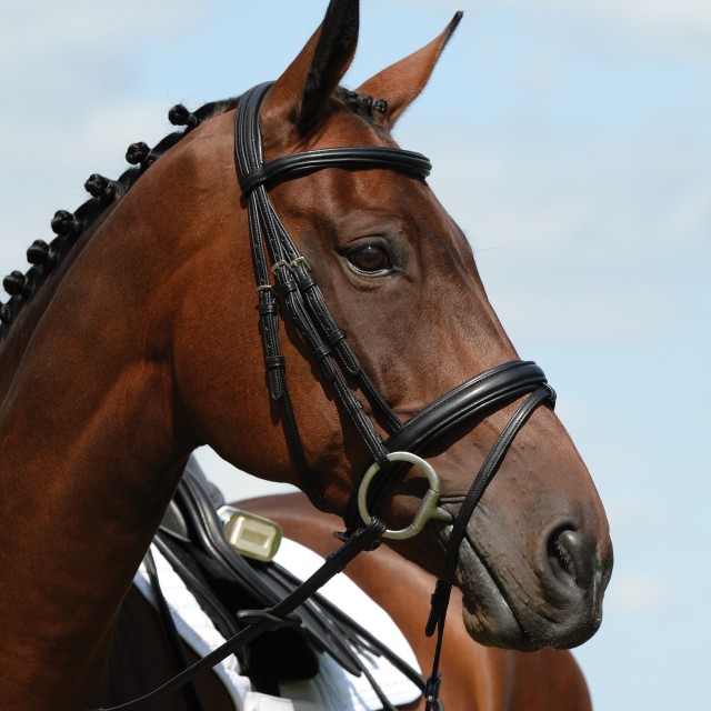 Collegiate Syntovia+ Padded Raised Flash Bridle (Black)