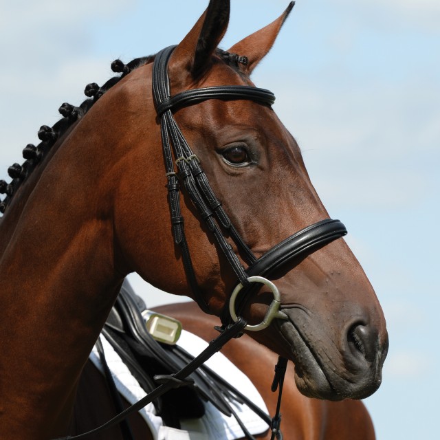 Collegiate Syntovia+ Padded Raised Cavesson Bridle (Black)