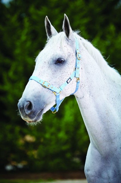 Roma Adjustable Quick Clip Headcollar (Light Blue)