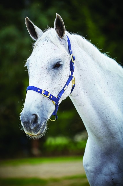 Roma Adjustable Quick Clip Headcollar (Navy)