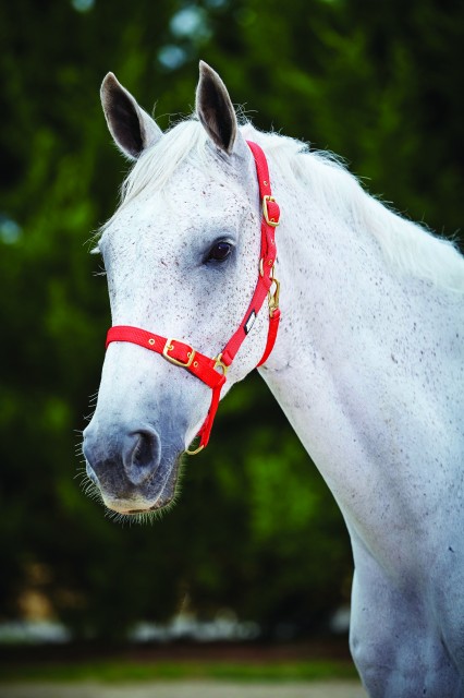 Roma Adjustable Quick Clip Headcollar (Red)