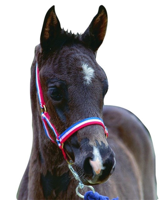 Roma Foal Headcollar (Black)