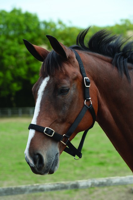 Roma Headcollar & Lead Set (Black)