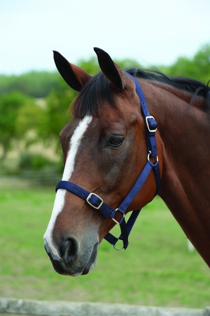 Roma Headcollar & Lead Set (Navy)