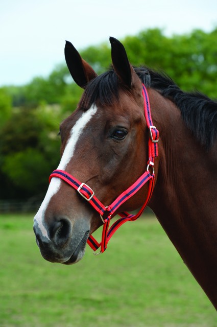 Roma Headcollar & Lead Set (Red/Navy)