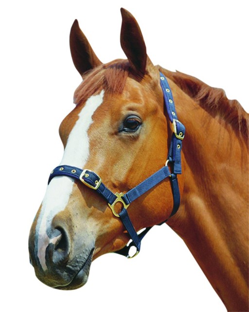 Roma Padded Jersey Headcollar (Hunter Green)