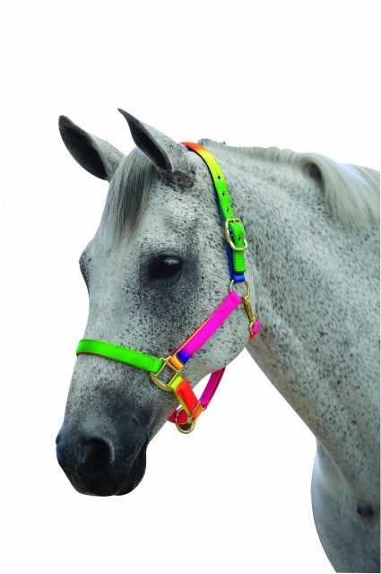 Roma Rainbow Headcollar