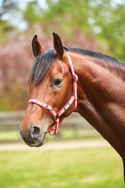 Roma Stripe Headcollar (Pink/Orange/Yellow)