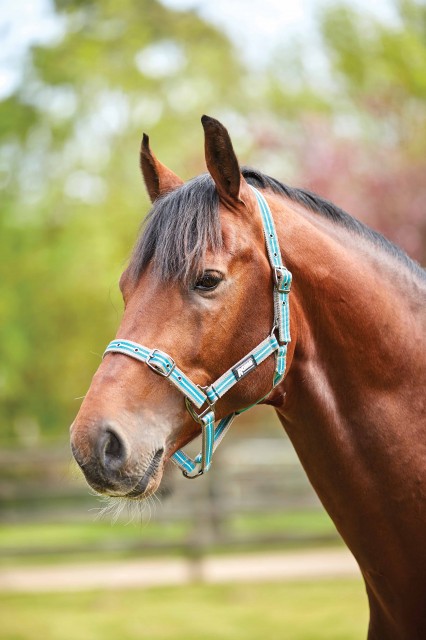 Roma Stripe Headcollar (Grey/Peach/Turquoise)